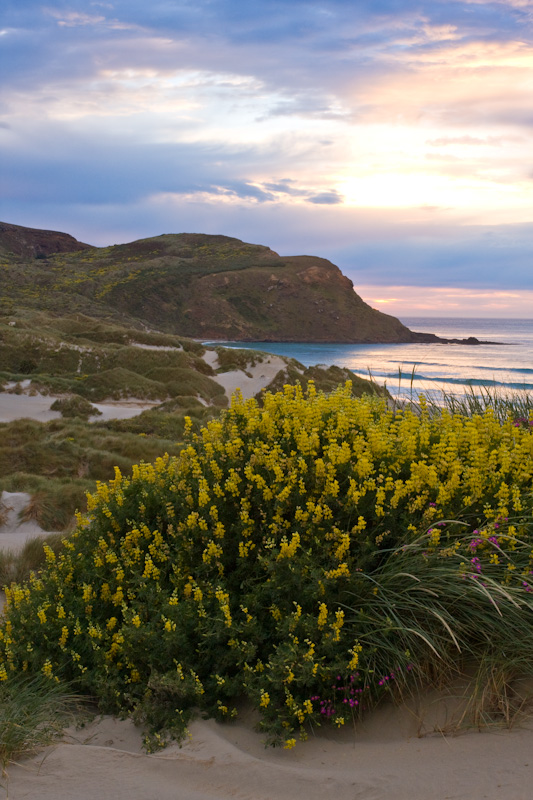 Lupines And Sandfly Bay At Sunrise